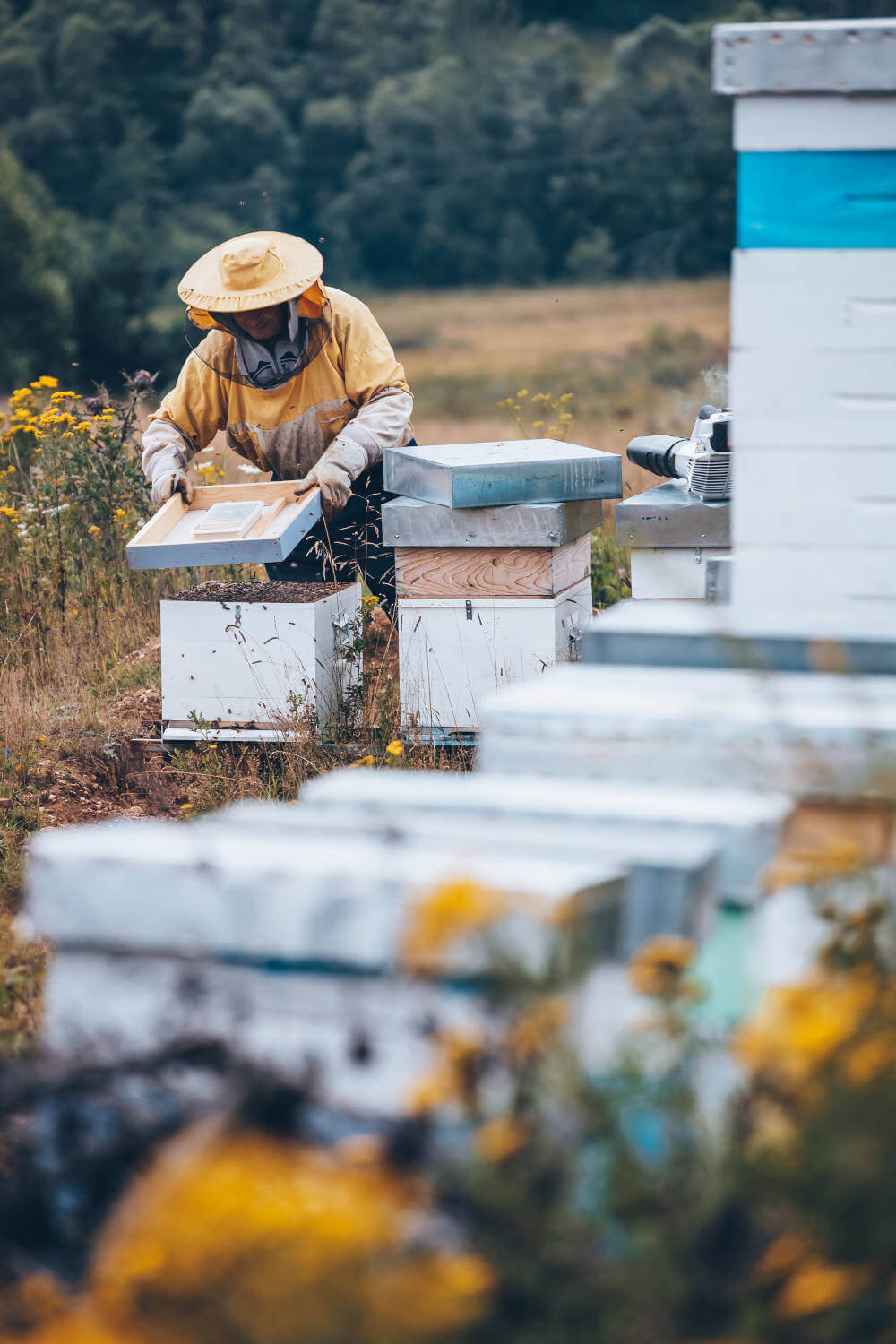 apiculture bio ruche nature